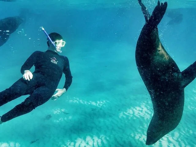 Un buceador observando a una foca bajo el agua en aguas azules y cristalinas.