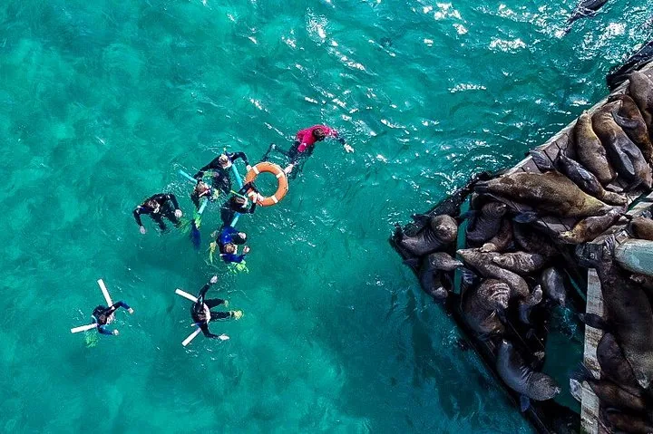 Luftaufnahme von Schnorchlern im Wasser neben einem mit Robben bedeckten Pier.