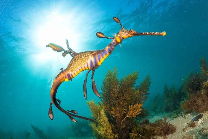 Un colorido dragón de mar foliáceo nadando bajo el agua sobre vegetación marina.